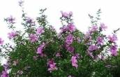 木槿花的枝条