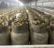 赵日超：菌香漫卷山海间（“‘牛夫人·牛肝菌’杯”征文选发）